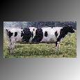 cowlimosine.jpg (3346 bytes)