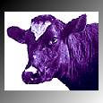 purplecoww.jpg (4261 bytes)