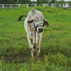 spinning moo